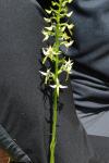 Platanthera fornicata