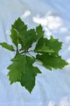 Quercus rubra