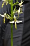 Platanthera fornicata