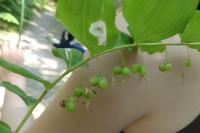 Polygonatum multiflorum