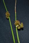 Juncus conglomeratus