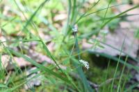 Galium palustre
