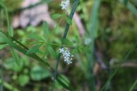 Galium palustre
