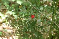 Ruscus aculeatus