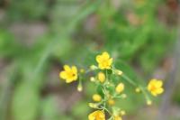 Hypericum pulchrum