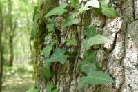 Hedera helix