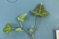 Hedera helix