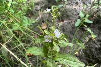 Veronica anagallis-aquatica