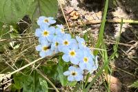 Myosotis scorpioides