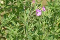 Epilobium hirsutum