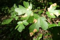 Acer campestre