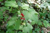 Ribes rubrum