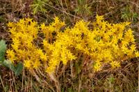Sedum acre