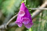 Digitalis purpurea