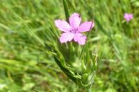 Dianthus armeria
