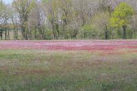 Rumex acetosella