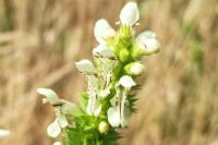Stachys recta