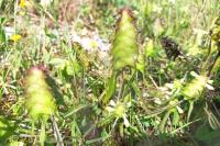 Melampyrum cristatum