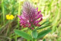 Trifolium rubens
