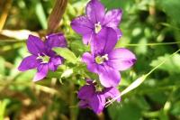 Legousia speculum-veneris