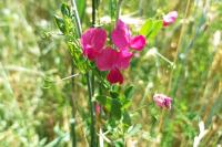 Lathyrus tuberosus