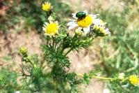 Matricaria chamomilla