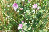 Ononis spinosa