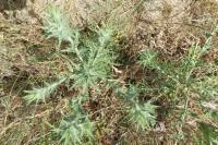 Carthamus lanatus