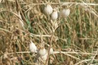 Silene conica