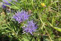 Carthamus mitissimus