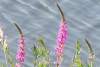 Lythrum salicaria