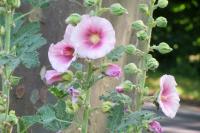 Alcea rosea