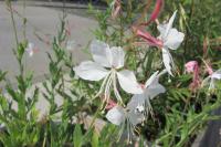 Oenothera lindheimeri