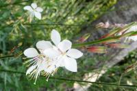 Oenothera lindheimeri