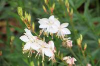 Oenothera lindheimeri