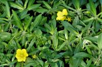 Ludwigia grandiflora
