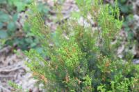 Calluna vulgaris