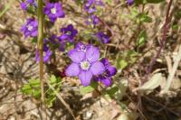Legousia speculum-veneris