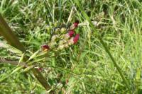 Scrophularia auriculata