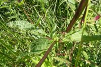 Scrophularia auriculata