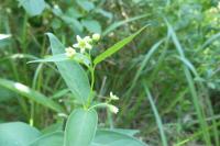 Vincetoxicum hirundinaria