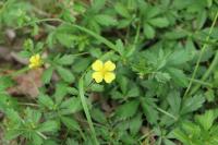 Potentilla erecta
