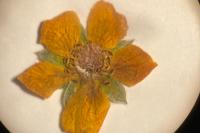 Potentilla reptans