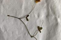 Potentilla reptans