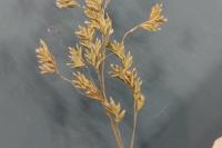 Poa pratensis