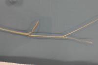 Poa pratensis
