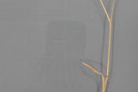 Poa pratensis
