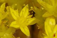 Sedum acre