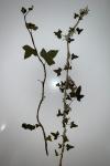 Hedera helix