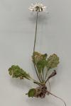 Bellis perennis